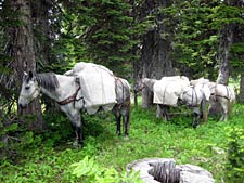 Beard Mountain Ranch Wyoming Pack String