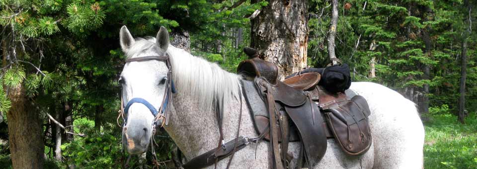 Wyoming Pack Trips with Beard Mountain Ranch